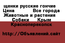 щенки русские гончие › Цена ­ 4 000 - Все города Животные и растения » Собаки   . Крым,Красноперекопск